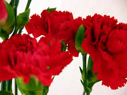 Shop our valentine's day flowers range now and benefit from next day flower delivery. Reasons To Send Flowers For Valentine S Day Flower Press