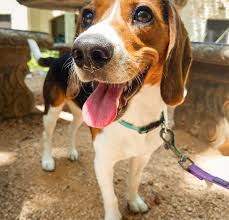 While many homeowners are warming to the shade, grey still suffers from the reputation of being dull, boring and cold. 6 Reasons Why You Should Consider A Beagle Pethelpful