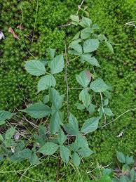 Image result for Rubus kirungensis