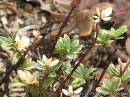 Image result for Talinum tenuissimum