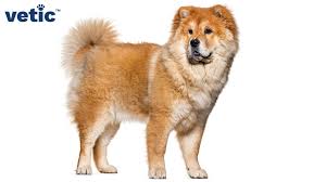 Image result for chow chow