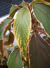 Image result for Acalypha volkensii