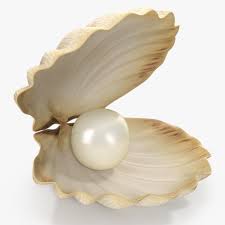 Sea Shell With Pearl 3d Model Cgstudio Sea Shells Pearls Shell Pearl