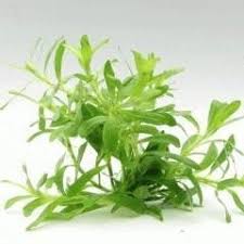 Image result for Heteranthera