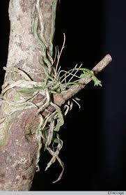 Image result for Taeniophyllum