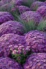 Kasim In En Guzel Yani Kasimpati Ikinci Baharimin Cicekleri Dayanikli Sapa Saglam Direncli Rengarenk Mis Kokulu Ben Bu Kasimpati Bitki Saksida Cicekler