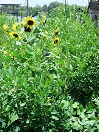 I grew them in a raised bed. Growing Sweet Potatoes In Sw Florida Pick Me Yard Growing Sweet Potatoes Sweet Potato Plants Potatoes