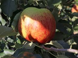 Direkt aus der baumschule kaufen. Winterapfel Ontario Malus Ontario Baumschule Horstmann
