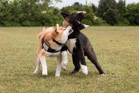 How much food should i feed my akita? Facts You Must Know Before Buying An Akita Malcolmtheakita