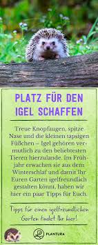 Platz Fur Den Igel Plantura In 2020 Igel Im Garten Garten Und Outdoor Igel