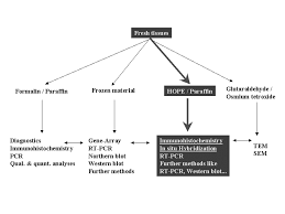 Flowchart Showing The Different Ways Of Tissue Processing In