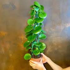 Image result for Cissus rotundifolia