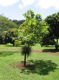 Image result for Pouteria altissima