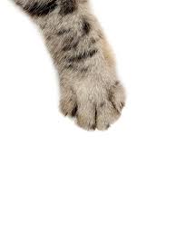 Cat Paw On White Background