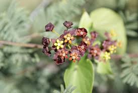 Image result for Pentarrhinum insipidum