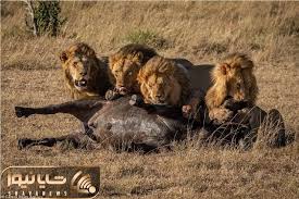 دیدنی های رازبقا  غایت بوفالویی که می خواست از بین 23 شیر عبور کند