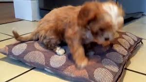 Don't underestimate the importance of choosing the right breed of dog for your family. Cavapoo Charlie Uk By Phil Morris