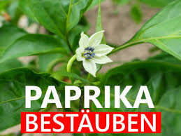 This is an easy recipe that everyone can prepare at home. Paprika Bestauben In 10 Sek Paprikablute Selbst Befruchten