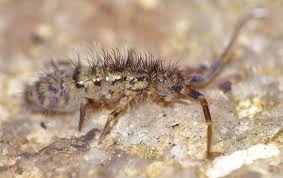 Why these pest control companies? Blog These Fast Breeding Pests Cause Unmanageable Infestations