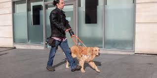 Check spelling or type a new query. Merignac L Ecole Des Chiens Guides Alienor Cherche Urgemment Des Familles D Accueil