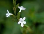 Image result for Priva flabelliformis