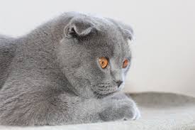 Gray Scottish Fold Cat 5184x3456 Wallpaper Teahub Io