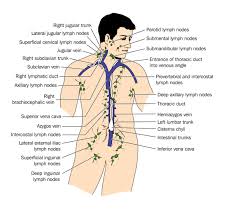 body chart detox lymphatic system lymphatic system