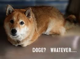 Online, the breed grew in popularity thanks to the doge meme, which the earliest appearance of shiba inus online are from pet care and dog breed information websites with some of the earliest mentions dating back. 7 Doge Gone Funny Facts About Shiba Inus My First Shiba Inu