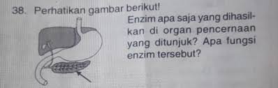 Perhatikan Gambar Berikut Enzim Apa Saja Yang Dihasilkan Di Organ Pencernaan Yang Ditunjuk Apa Brainly Co Id
