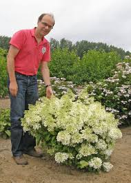Image result for Basella paniculata