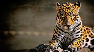 Leopard 4k Glowing Eyes Leopard Wallpapers Hd Wallpapers Animals Wallpapers 4k Wallpapers Jaguar Animal Jaguar Wallpaper Animal Wallpaper