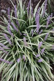 Image result for Ozoroa longipes