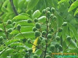 Image result for Sapindus saponaria