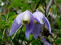 Clematis Alpina Alpine Clematis