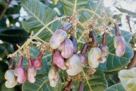 Image result for Anacardium