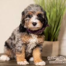 The third generation, known as f2, is when a puppy has two mini bernadoodle parents. Bernedoodles Mini Bernedoodles Aussiedoodles And Goldendoodles For Sale