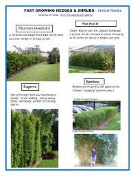 Not as fast growing as many other hedge options; Central Florida Fast Growing Hedges Shrubs
