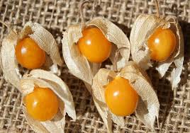 Image result for Physalis peruviana
