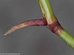 Image result for Agrostis continuata