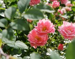 Und eine spezielle frage zu meinem garten: Rosen Aus Dem Topf Pflanzen Diy Academy