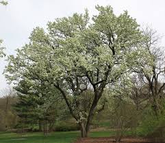 Not only will this tree survive in almost any soil, but it is drought tolerant, too. Pyrus Calleryana Wikipedia