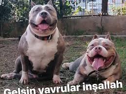 Satilik Kopek Ilanlari Kopek Fiyatlari Yavru Kopek Sahiplendirme