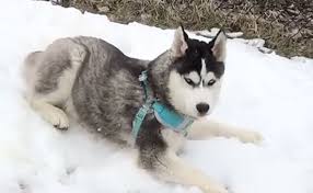 Daily Cute Husky Celebrates First Winter Snow Jasper The Siberian Husky Welcomes The Season S First Snow Care2 Causes Husky Puppy Husky Siberian Husky