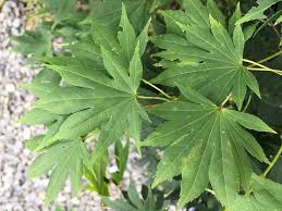 Maybe you would like to learn more about one of these? Acer Palmatum Matsuyoi Japanese Maple Acer Palmatum Japanese Maple Japanese Maple Tree