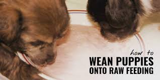 50 years ago when i started breeding everybody used baby cereal, and although that is not what people do nowadays, i think it is a good way to get the pups get used to the different texture and so i usually start with one of the rice based baby cereal. How To Wean Puppies Onto A Raw Diet How To Benefits Risks Faqs