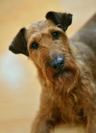 Irish Terrier Fun Facts And Crate Size Pet Crates Direct