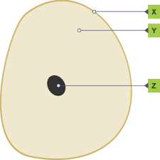 Bbc Bitesize Cells Ks3 Bbc Bitesize Ks3