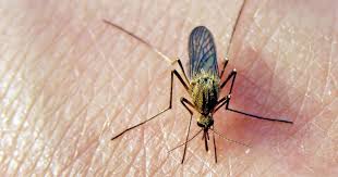 Mosquitos can bite multiple times and can drink three times her weight in blood. Bite Me Why Mosquitoes Love Some And Leave Others