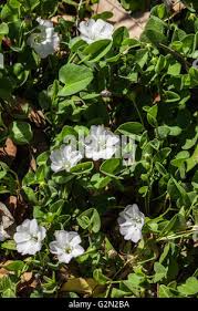 Image result for Falkia