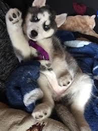 Black And White Husky Puppy For Sale 8 Week Siberian Husky Female For Sale Microchipped All Up To Date Shots Registered Under Apr Bright Blue Eyes G Siberian Husky Husky Puppies For Sale Husky